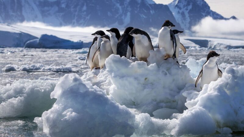 ディズニープラスのおすすめしぜんとどうぶつ作品 「ペンギンの住む氷の世界」